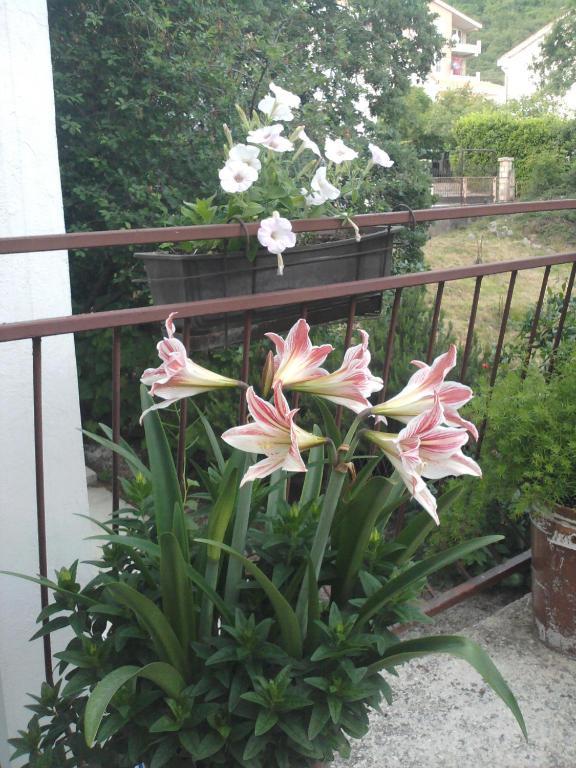 Apartment Maric